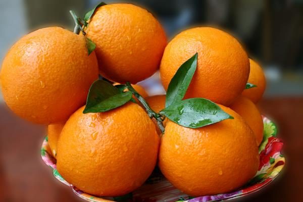 脐橙种植成本和利润(脐橙树的生长过程)
