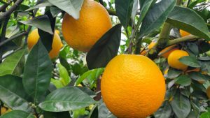 脐橙采果后追施哪种肥料好-安远脐橙