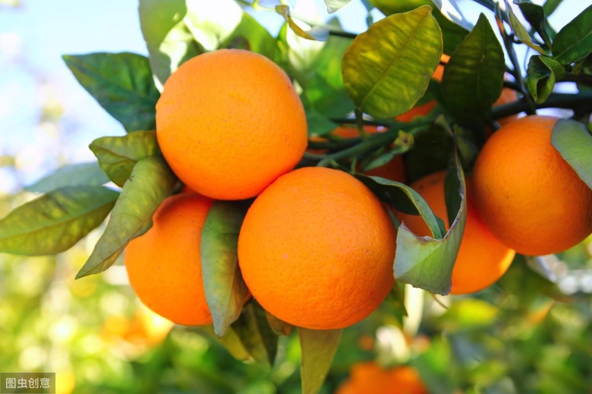 十年的脐橙树怎么管理(十年的脐橙树可以移栽吗?)