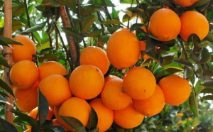 脐橙开花如何管理才能结果(橙子开花不结果的原因)-安远脐橙