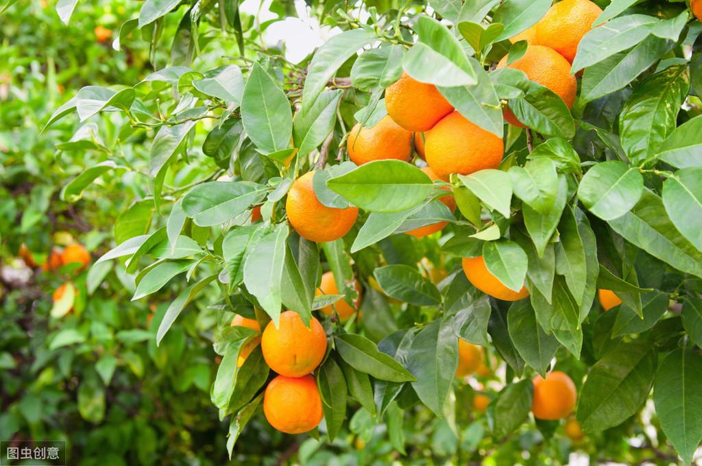 十年的脐橙树怎么管理(十年的脐橙树可以移栽吗?)