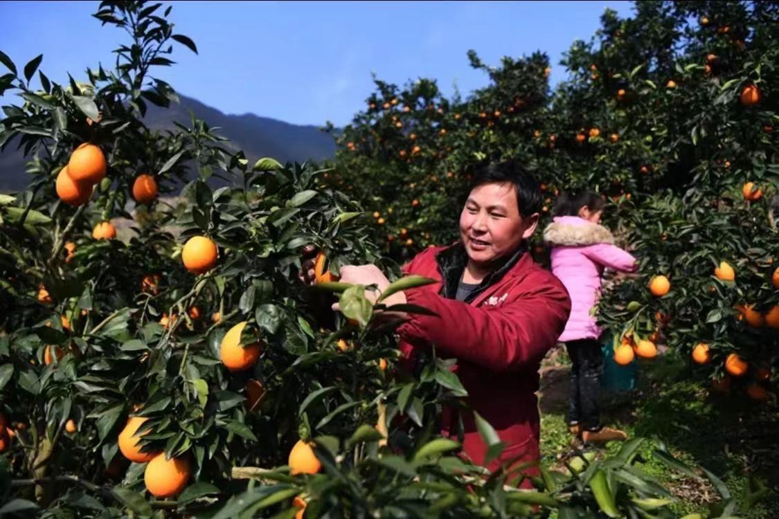 中国哪个省的脐橙最好吃最正宗