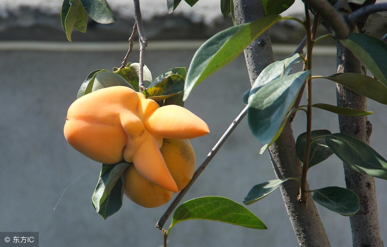 脐橙树叶片小是什么原因(为什么脐橙树叶子又小又尖)