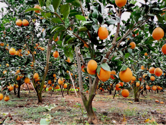 一亩脐橙能收入多少钱(100亩脐橙果园的投入)