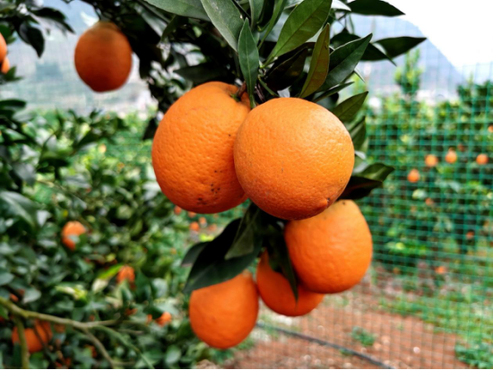 一亩脐橙能收入多少钱(100亩脐橙果园的投入)