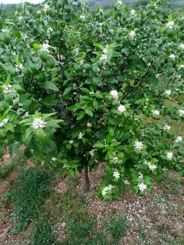 橙子树一年发几次芽(橙子树一年发几次芽苗)