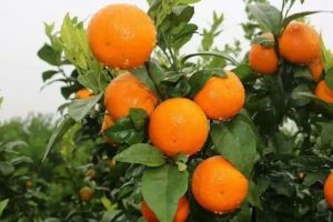 沃柑产地是哪里最好(沃柑哪一种品种最好)-安远脐橙