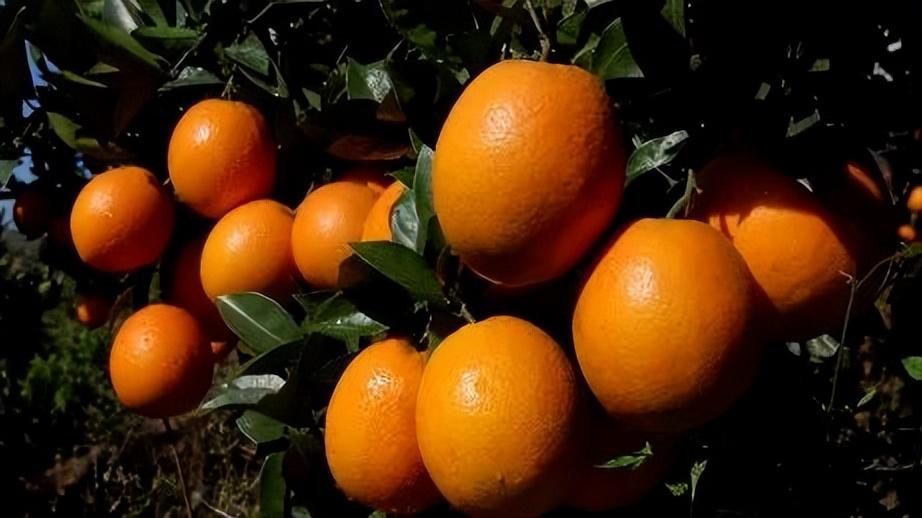 赣州脐橙种植数据各县分布数据
