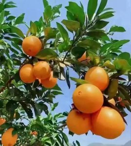 赣南脐橙是什么土地种植的-安远脐橙