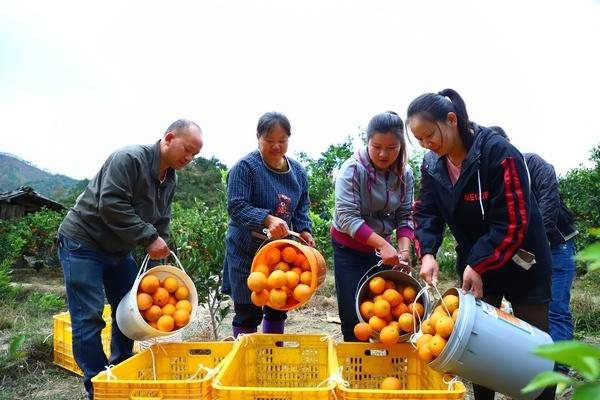 前“橙”似锦 三都脐橙迎来丰收季