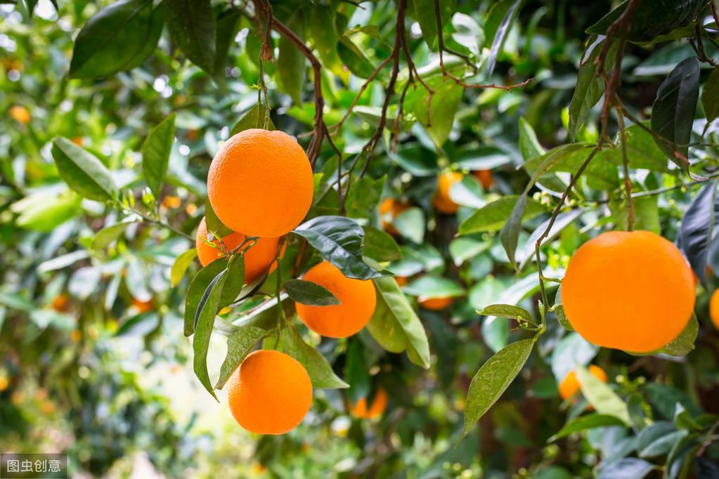脐橙关于叶子的主要病害有哪些(脐橙各种病叶片认别图片)