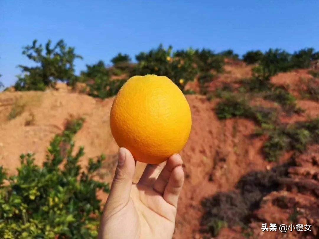 橙子果园现在能灌水吗(种植橙子树浇水方法)