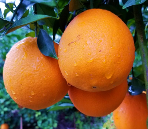 赣南脐橙高品质栽培技术-安远脐橙