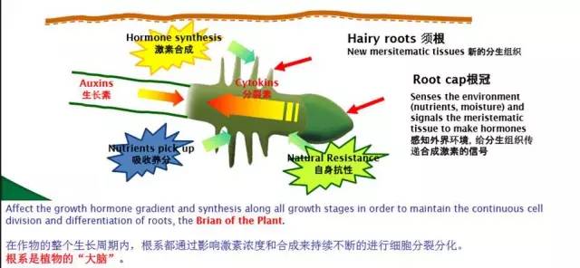 种桔子树选什么根好活(新买的桔子树怎么栽)