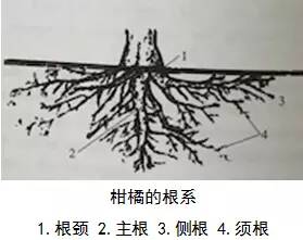 种桔子树选什么根好活(新买的桔子树怎么栽)