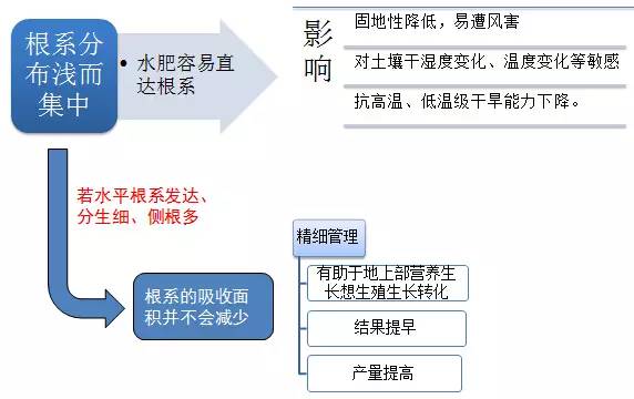 种桔子树选什么根好活(新买的桔子树怎么栽)