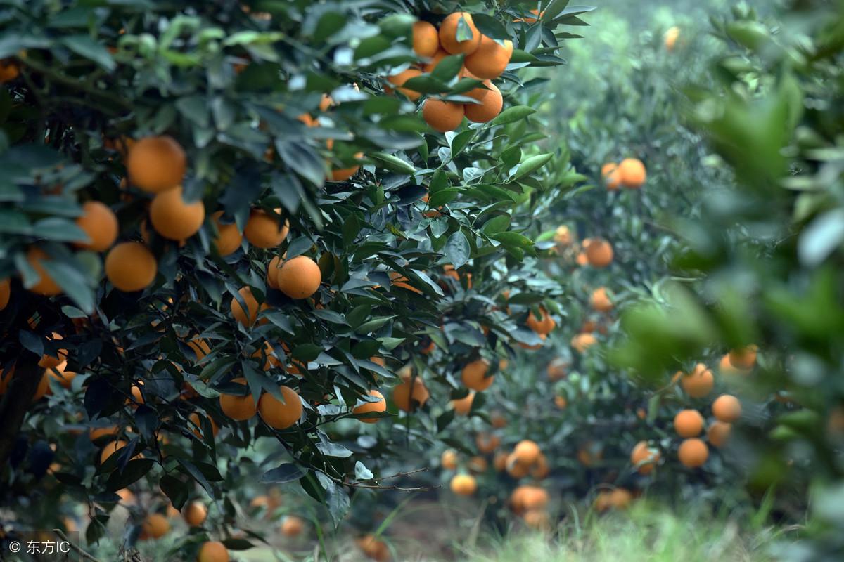 脐橙树有多少年的寿命