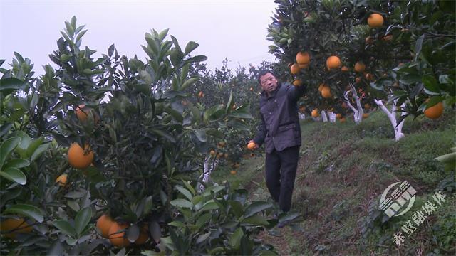 200亩脐橙果园一年挣多少钱