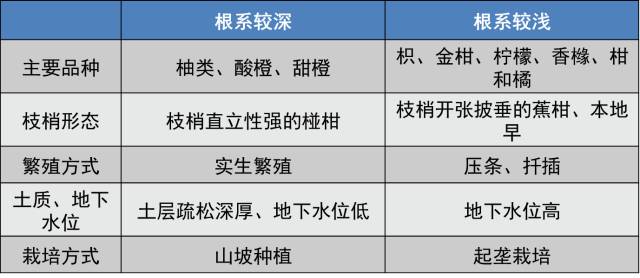 种桔子树选什么根好活(新买的桔子树怎么栽)