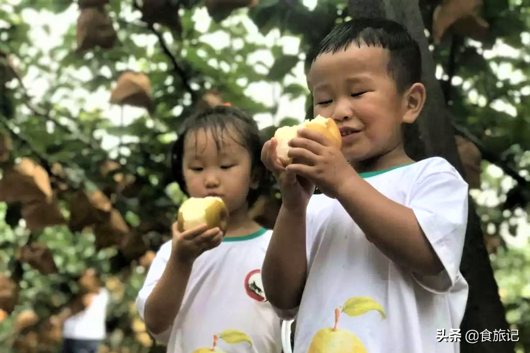 丰水梨怎么挑选(丰水梨口感怎么样)