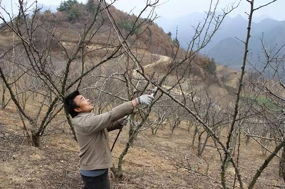 花椒树剪枝(花椒树最新修剪技术)