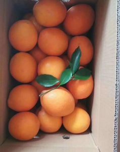 卖橙子有哪些渠道(如何卖橘子销售更好)