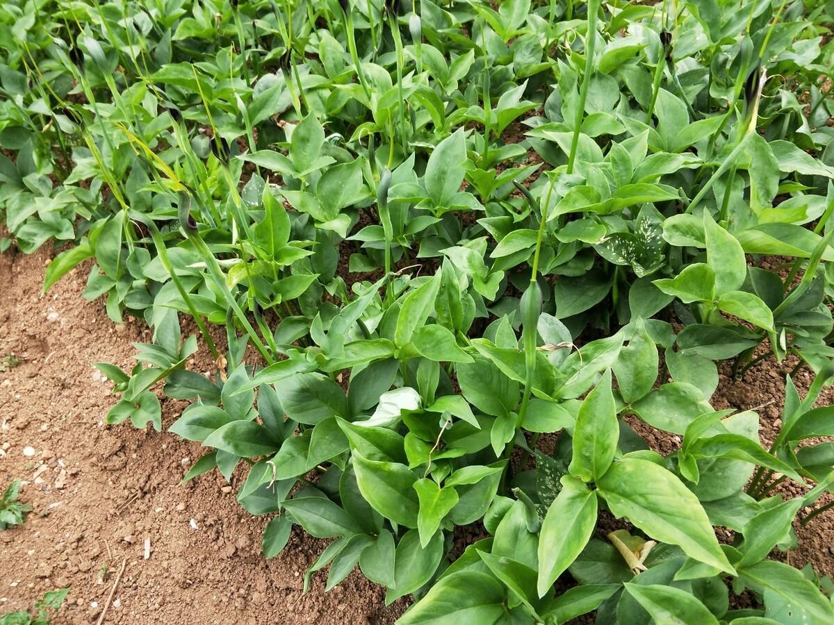 种植草药前景如何(种植什么药材一年一收)