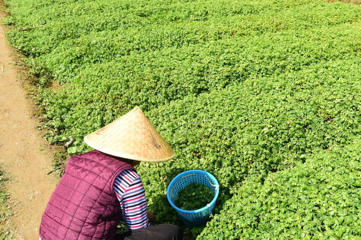 种植草药前景如何(种植什么药材一年一收)