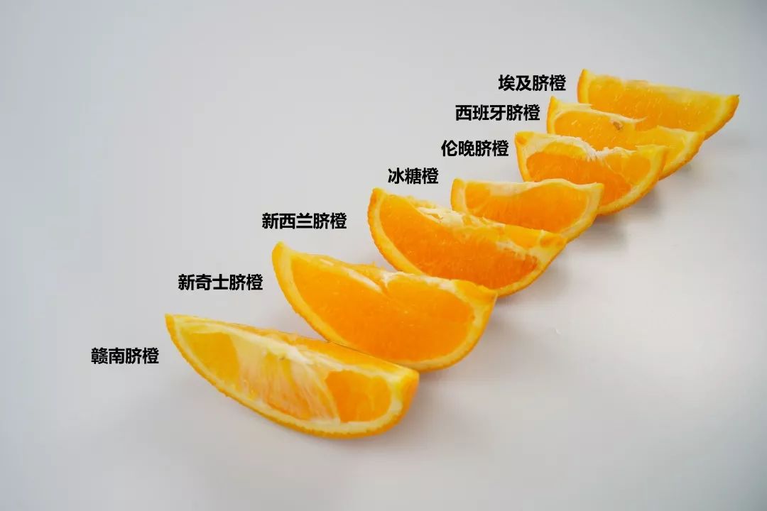 健康的脐橙你真的会选吗？