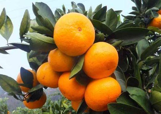 橘子种子怎么让它发芽(橘子种子放水里可以发芽吗)