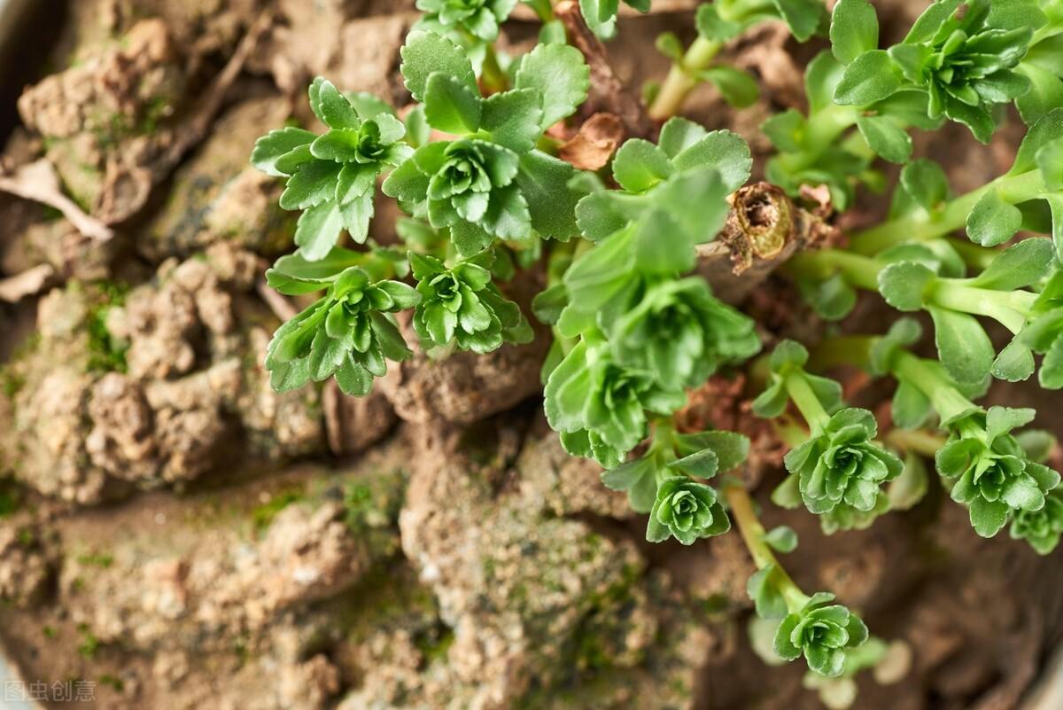 种植草药前景如何(种植什么药材一年一收)