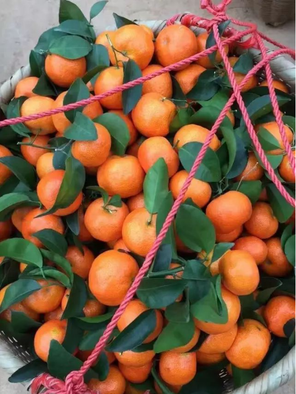 脐橙春季要发新芽之前能打松脂酸钠吗?