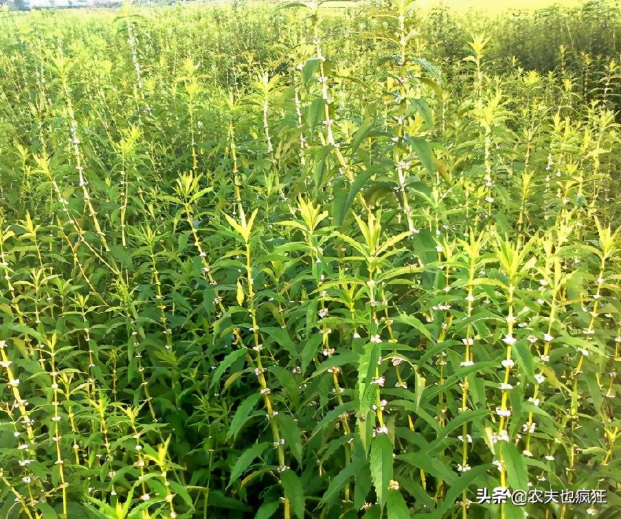 怎样种虫草参(虫草参长什么样)