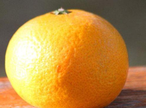 橘子种子怎么让它发芽(橘子种子放水里可以发芽吗)