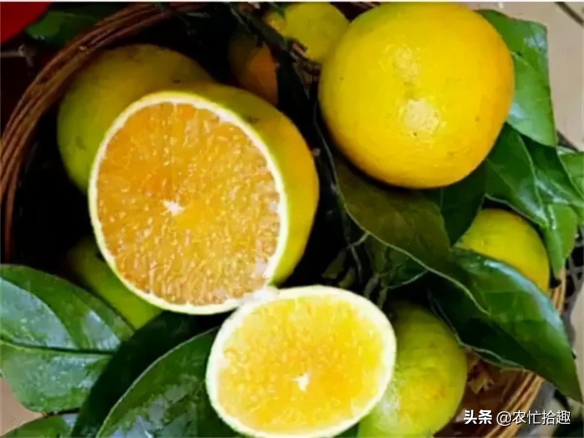 最贵的脐橙品种(橙界“天花板”，收购一斤12元)