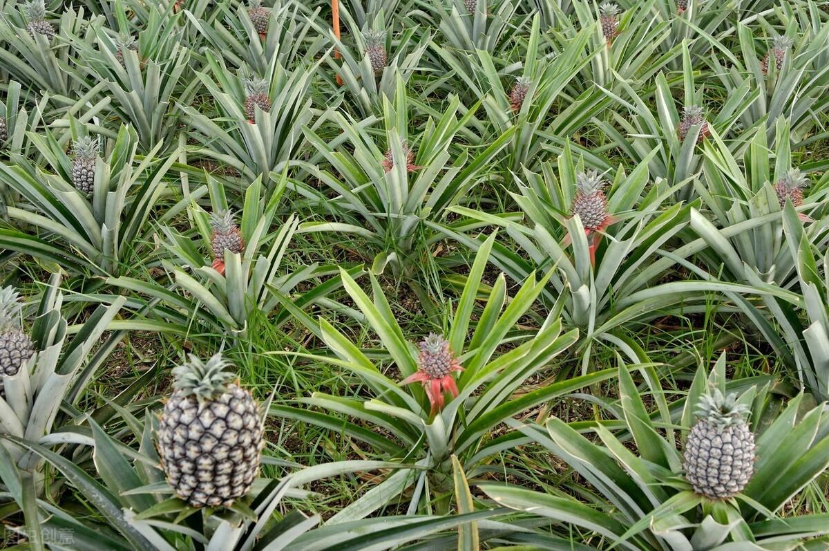 菠萝种植方法盆栽(菠萝苗一般几年能结果)