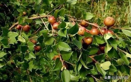 茶子树的种植技术与管理(豆渣可以给油茶树当肥吗？)