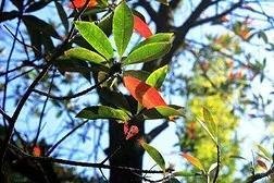 杜英树(家里种杜英树好不好)