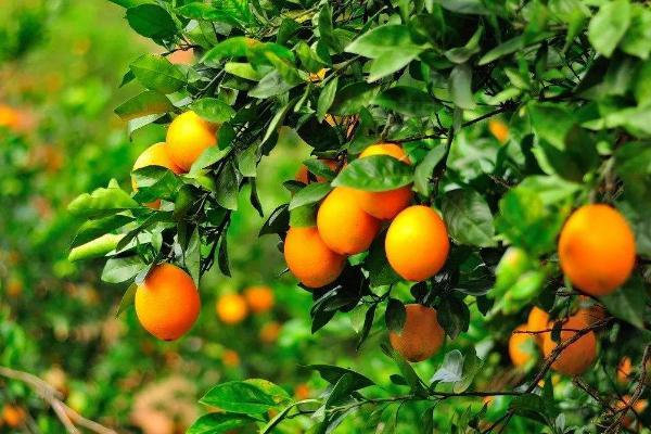 1000棵脐橙多少亩地种植