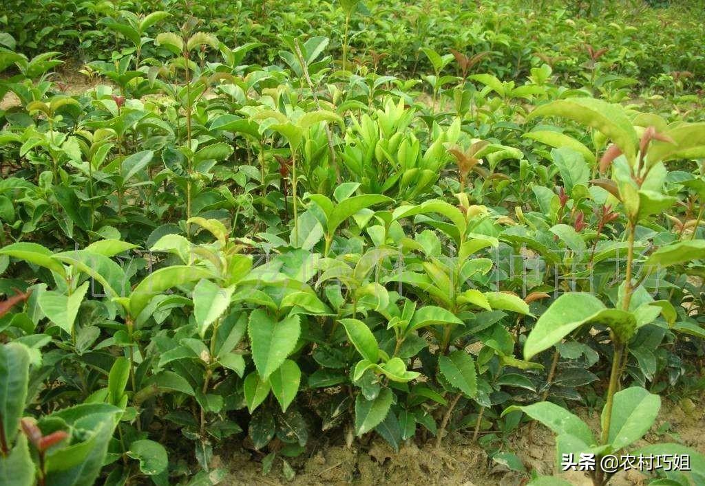 茶子树的种植技术与管理(豆渣可以给油茶树当肥吗？)