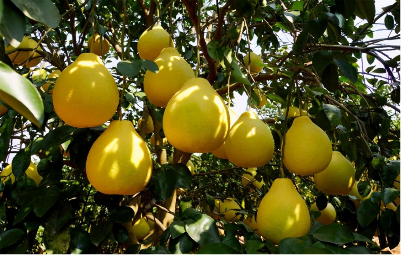 柚子种植条件和区域(柚子多少年可以挂果)