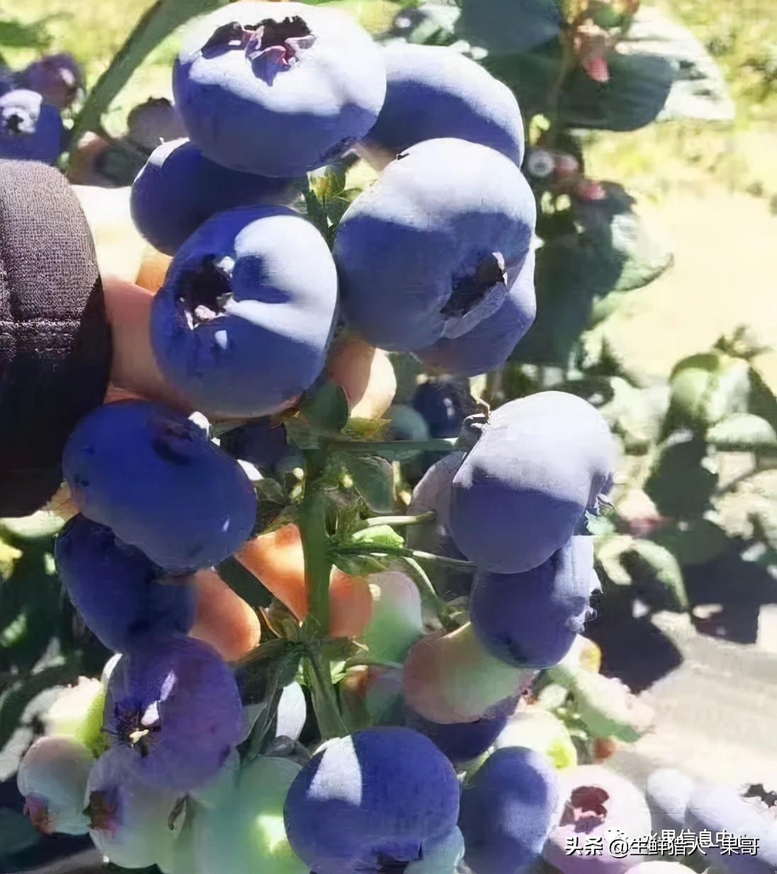 蓝莓产地主要在哪个省(春季的“高端水果”熟了！你品尝了吗？)