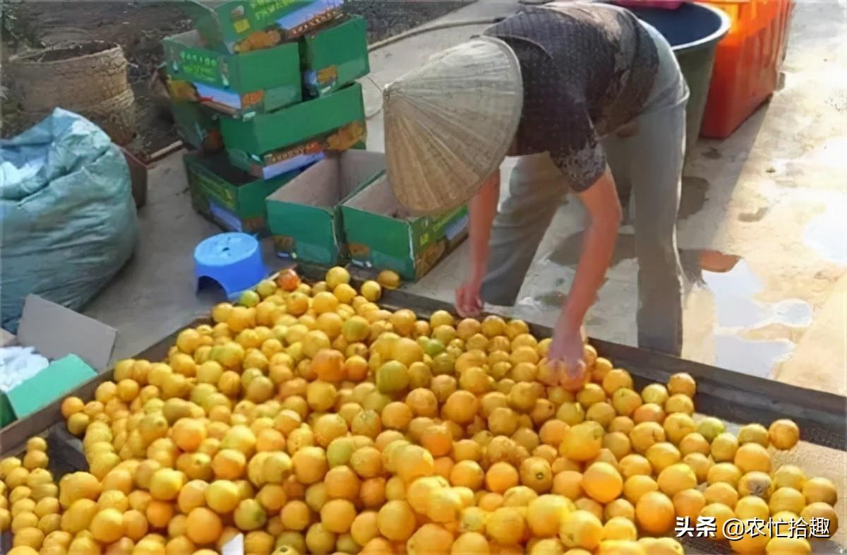 最贵的脐橙品种(橙界“天花板”，收购一斤12元)