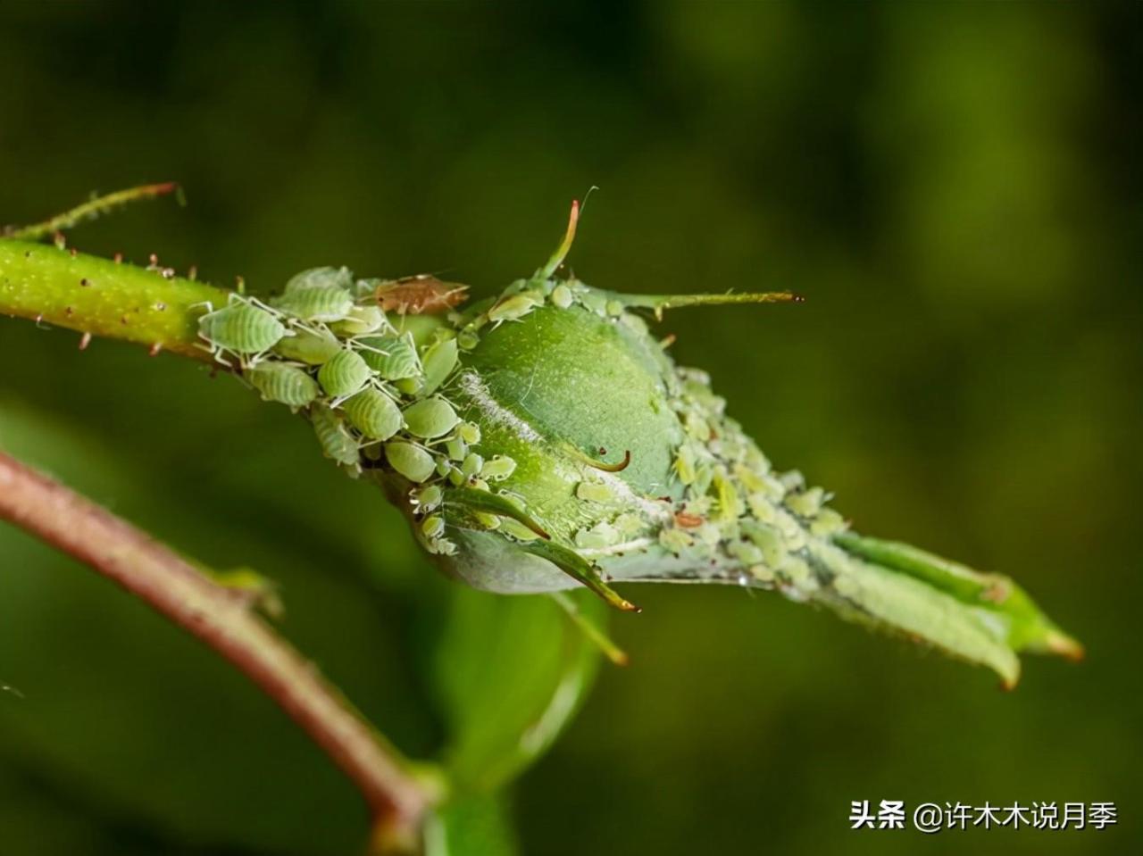 月季花的养殖方法和注意事项(手把手教你养好它)