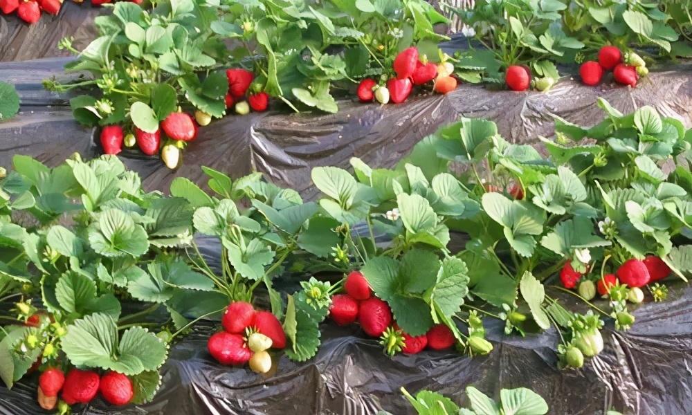 草莓什么时候种植最好(草莓种植前注意事项？)