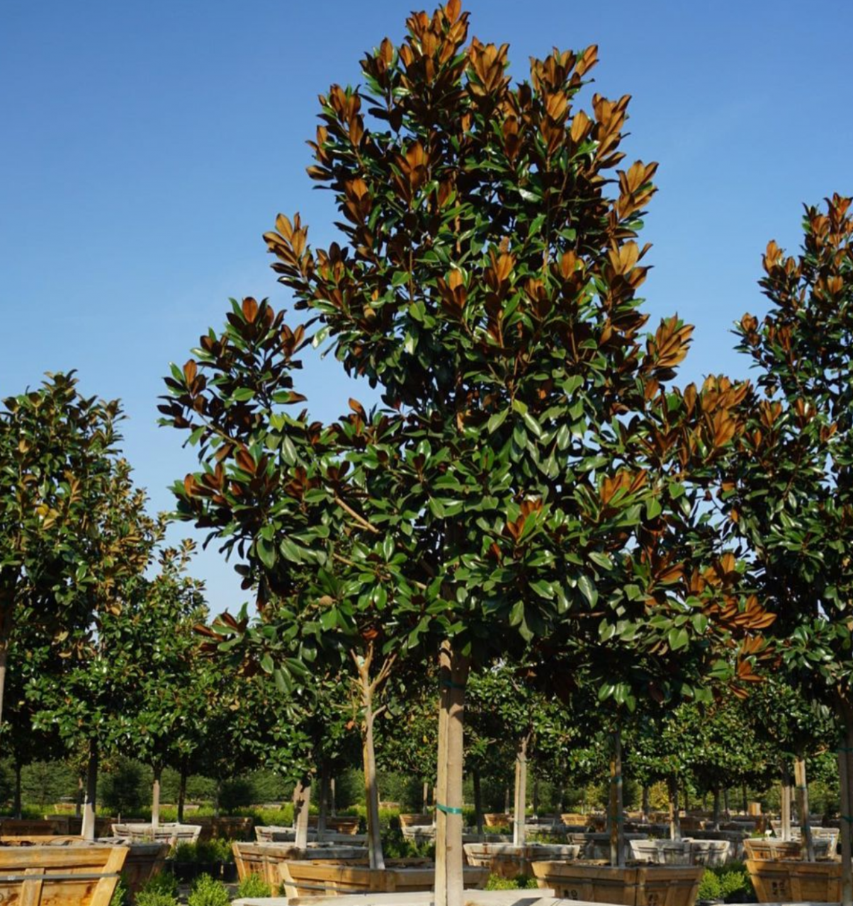 荷花玉兰树(成功的“移民者”，引入中国已有120多年)
