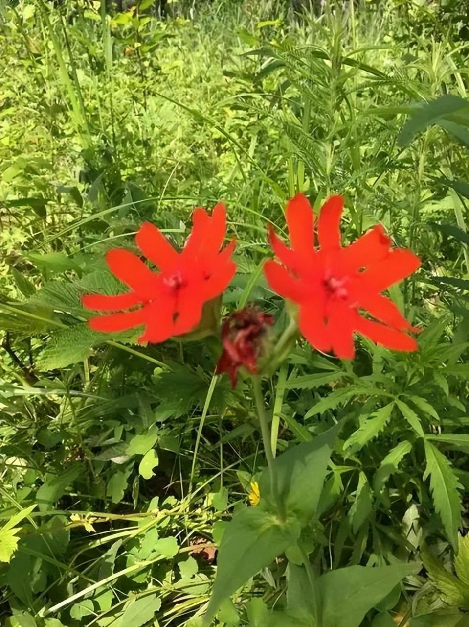 剪秋罗什么时候开花(万物有灵 | 残花盈香情如故)