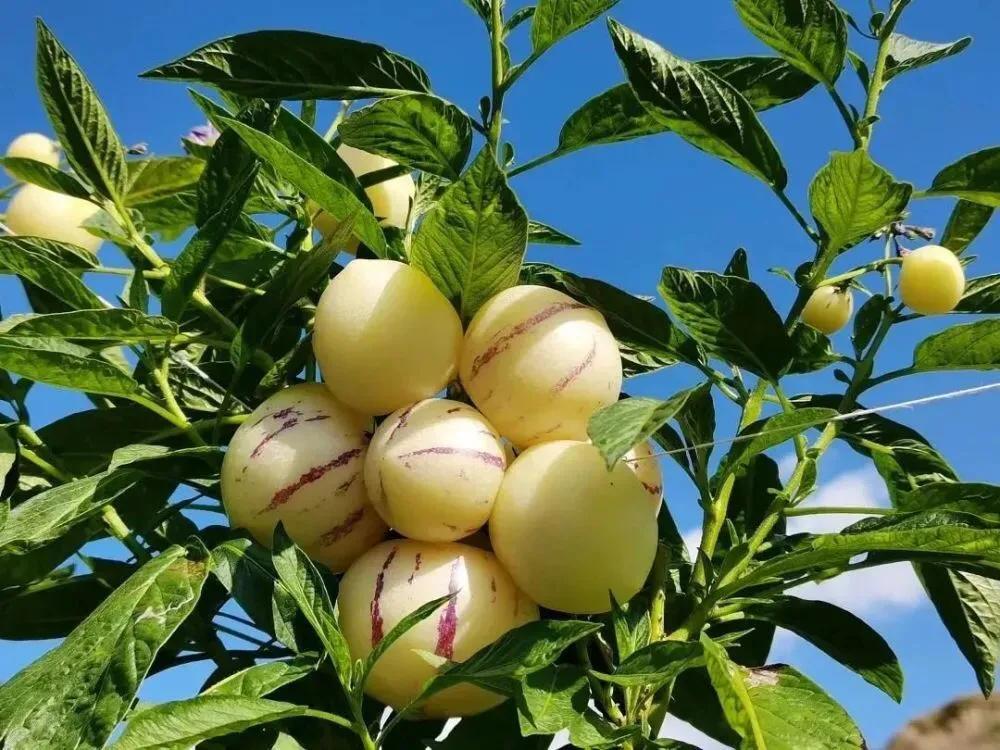 人参果怎么种植人参果树栽培方法(掌握这些技术，您也可以种出优质高产的人参果)