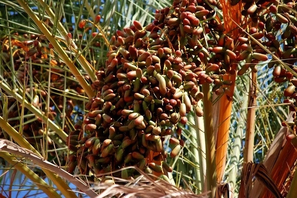 椰枣在中国哪个地方种植(种植在海南，这究竟是为什么？)