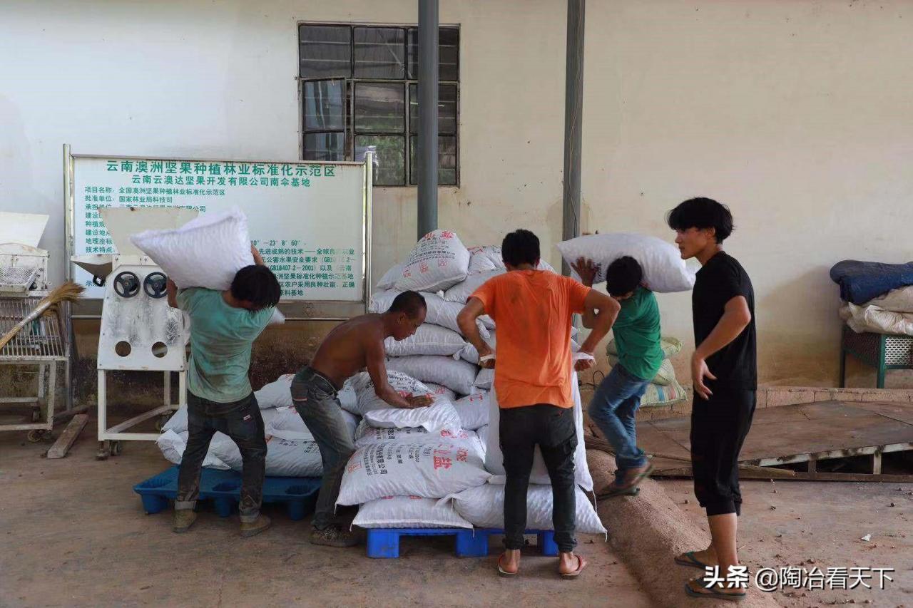 夏威夷果树苗适合什么地方种植(1亿果树加入天猫云上茶马古道)